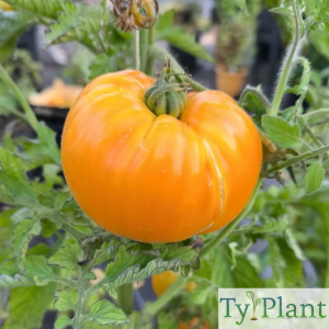 Tomate Ananas