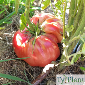 Tomate Beefsteack