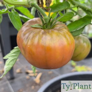 Tomate Black from Tula