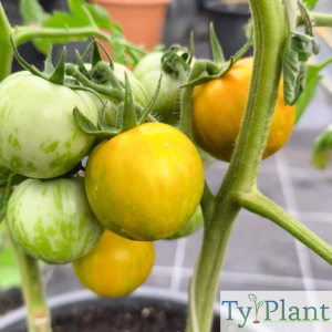 Tomate Green Zebra