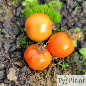 Tomate  cerise Miel du Mexique