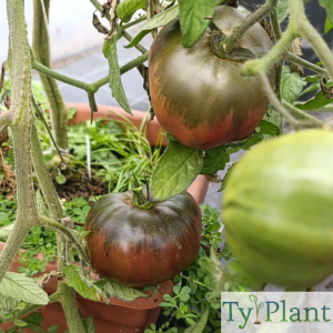 Tomate Noire de Crimée