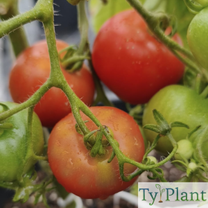 Tomate Précoce de Quimper