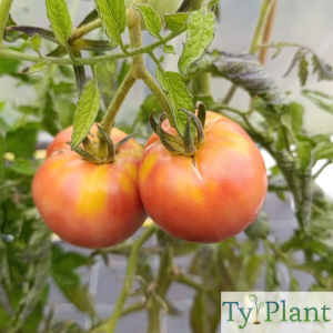 Tomate Rose de Berne