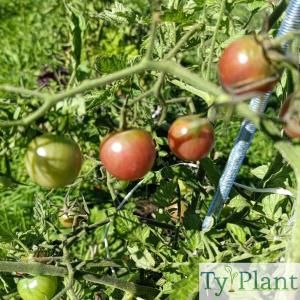 Tomate  cerise Black cherry