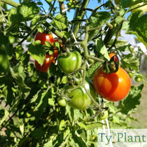 Tomate  cerise Délice des jardiniers