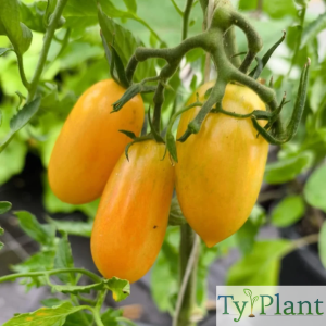 Tomate  cocktail Blush