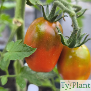 Tomate  cocktail Prune noire