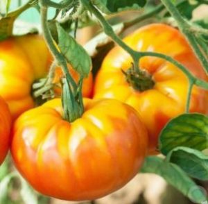 Tomate ananas