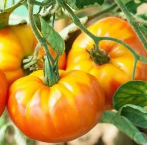 Tomate ananas