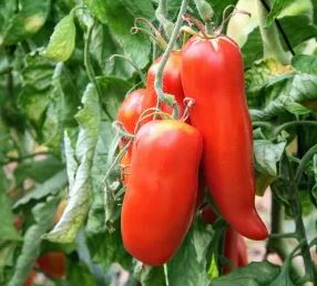 Tomate Andine cornue