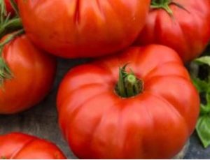 Tomate beefsteack
