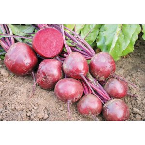 Betterave 'Robuschka'