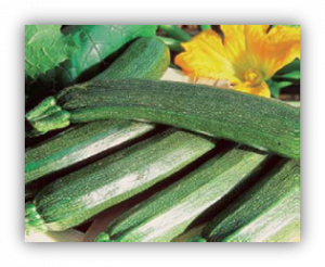 Courgette black beauty