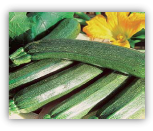Courgette black beauty