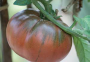Tomate Black from Tula