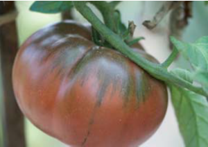 Tomate Black from Tula