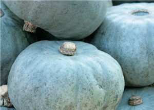 Courge ‘Bleu de Hongrie’
