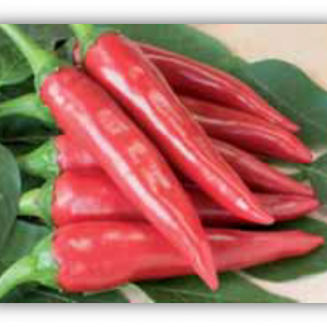 Piment de cayenne