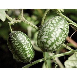 Concombre zehneria scabra