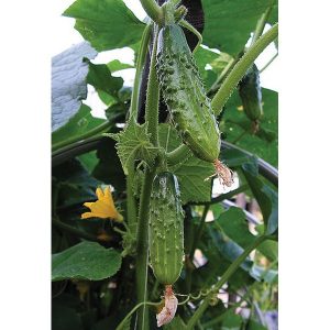 Cornichon ‘vert petit de Paris’