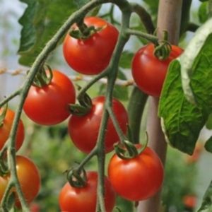 Tomate cerise Delice des jardiniers