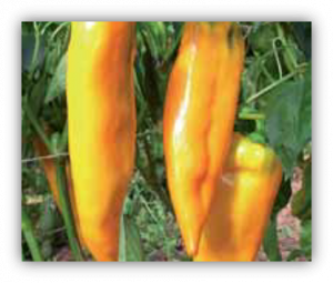 Poivron corno di bue Giallo