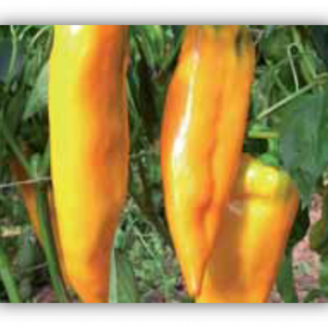 Poivron corno di bue Giallo