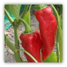 Piment gorria (type espelette)