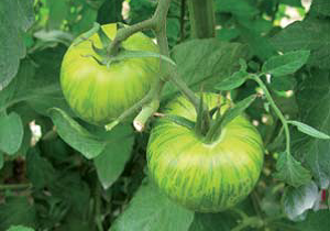 Tomate Green Zebra