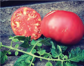 Tomate Gregory Altaï
