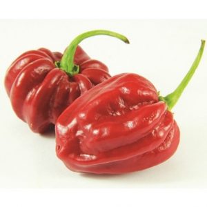 Piment habanero Tropical Red