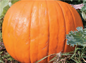 Courge Jack O Lantern