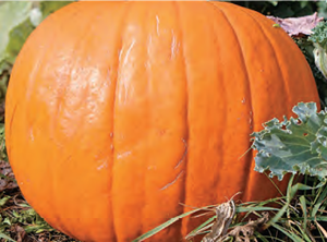 Courge Jack O Lantern