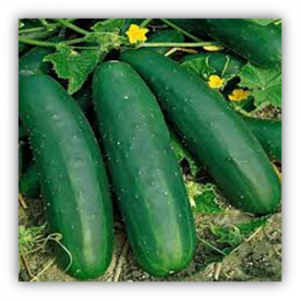 Concombre ‘marketmore’
