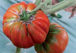 Tomate Marmande