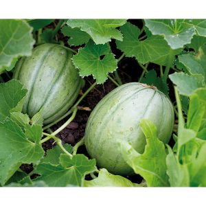 Melon Vieille France