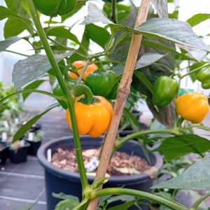 Poivron mini bell yellow