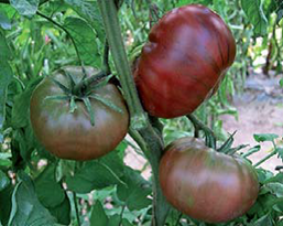 Tomate Noire de Crimée