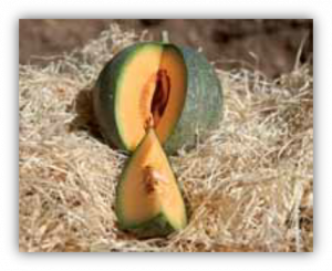Melon petit gris de Rennes