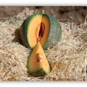 Melon petit gris de Rennes