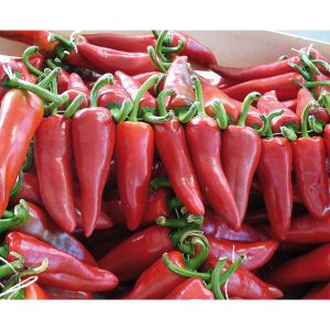Piment basque Gorria (Type espelette)