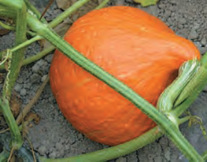 Potimarron ‘Red kuri’