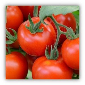 Tomate Precoce de Quimper