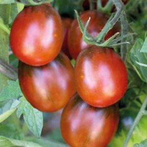 Tomate cerise Prune noire