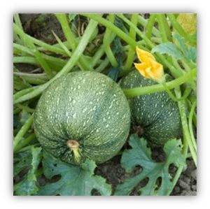 Courgette ronde de Nice