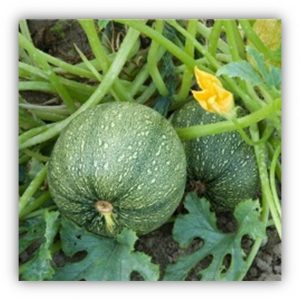 Courgette ronde de Nice