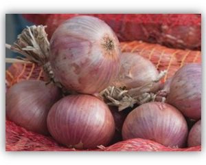 Oignon rosé d’armorique