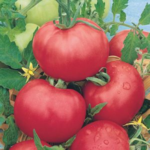 Tomate Rose de Berne