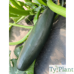 Courgette Black beauty